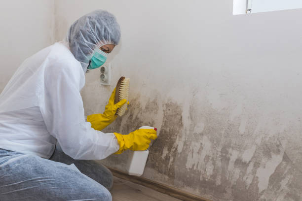 Best Mold Damage Repair  in First Mesa, AZ