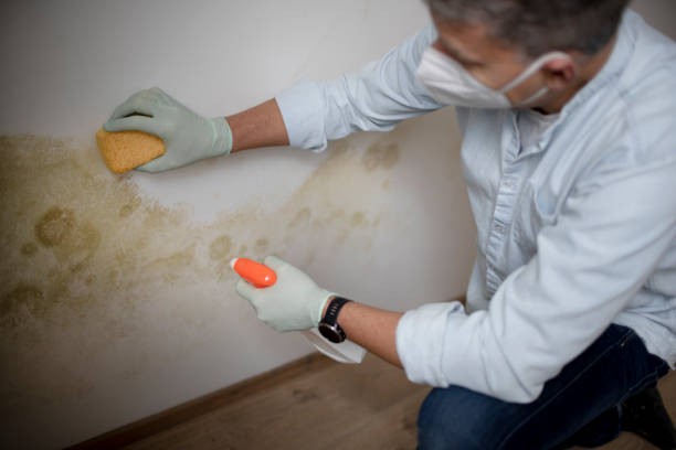 Best Black Mold Removal  in First Mesa, AZ