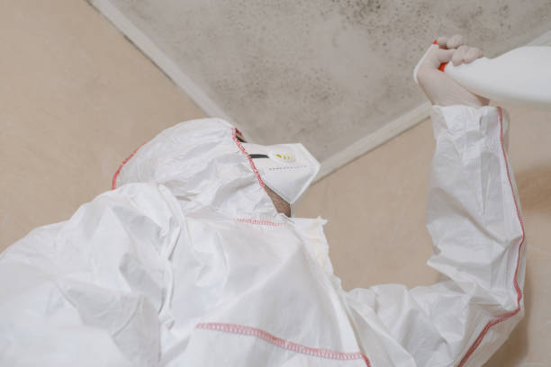 Best Commercial Mold Removal  in First Mesa, AZ