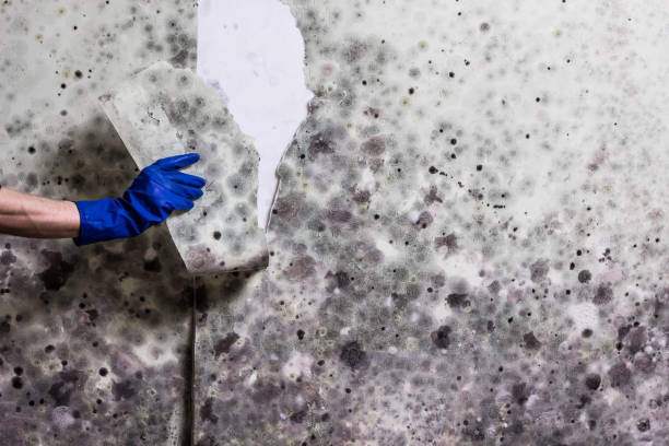Best Local Mold Removal Service  in First Mesa, AZ