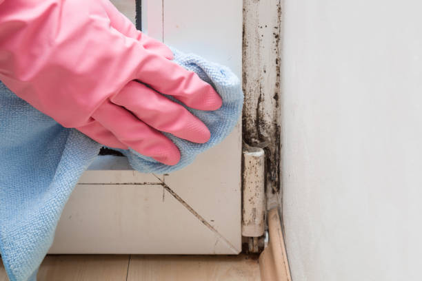 Mold Testing and Removal in First Mesa, AZ