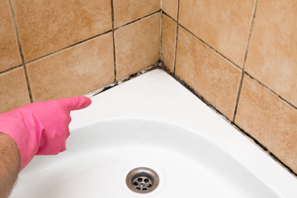 Best Office Mold Removal Services  in First Mesa, AZ
